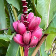 Pink Banana Planting Seeds - Tropical Garden Essential