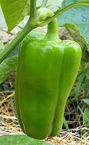 Green de Padron Vegetable Seeds for Planting