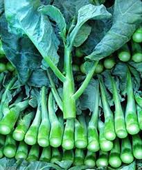 Gailan Vegetable Seeds for Planting