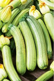 Bianco Di Trieste Zucchini Planting Seeds - Grow Fresh Zucchinis All Year