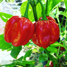 Red Bonnet Vegetable Seeds for Easy Planting