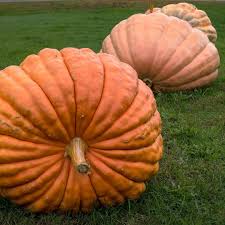 Brown Giant Gourd Vegetable Seeds for Planting