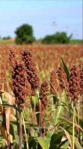 Brown Sorghum Seeds for Planting