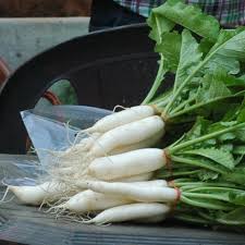 Minowase Vegetable Seeds for Planting