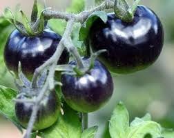 Black Tomato Seeds for Planting