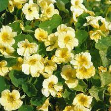 Light Yellow Nasturtium Seeds For Easy Planting – Beautiful Blooms Flower