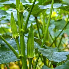 Green Okra Seeds for Planting  Vegetable Garden Essentials