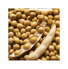 Brown Edible Soybean Seeds - 1 Planting Seeds