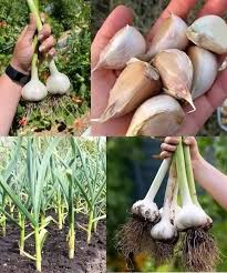 White Porcelain Vegetable Seeds for Planting  Unique Garden Addition