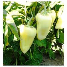 Ungarische Weisse Vegetable Seeds: Premium Quality for Your Garden