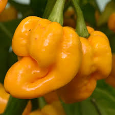 Yellow Brain Strain Pepper Planting Seeds