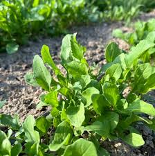 Rocket Plant Vegetable Seeds for Gardening & Planting