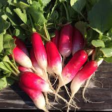 Radish Seeds for Planting - Vegetable Seeds