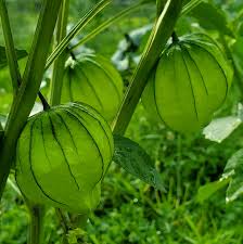 Green Tomatillo Seeds for Your Garden