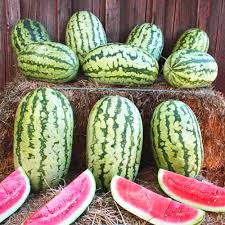 Klondike Watermelon Seeds for Planting  Sweet & Juicy Melons