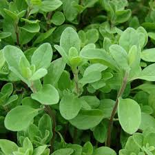 Marjoram Herb Planting Seeds for Your Garden