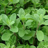 Marjoram Herb Planting Seeds for Your Garden