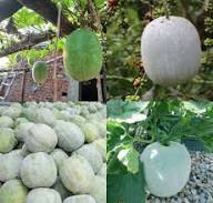 Ash Gourd Seeds - Complete Vegetable Planting Kit