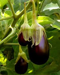 Eggplant Vegetable Seeds for Successful Planting