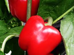 Aka Chapeau Pepper Vegetable Seeds  Planting Essentials