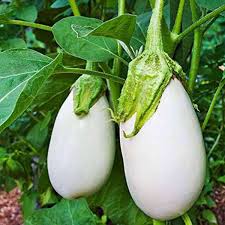 White Eggplant Seeds for Vegetable Planting