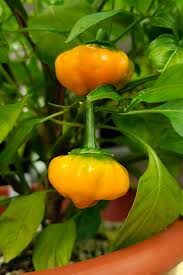 Jamaican Scotch Bonnet Pepper Seeds for Planting  Hot Pepper Variety