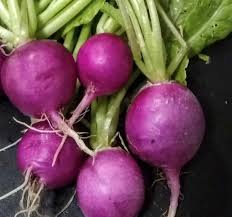 Purple Radish Seeds for Easy Planting