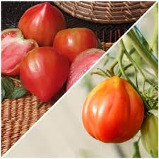 Pink Oxheart Tomato Seeds for Planting