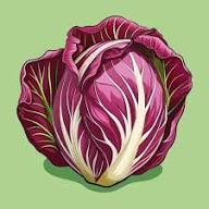 Red Radicchio Vegetable Seeds - Easy Planting for Home Gardens