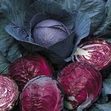 Red Acre Cabbage Seeds for Planting Grow Heirloom Purple Cabbage