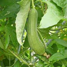 Luffa Vegetable Seeds for Planting