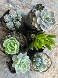 Blue Echeveria Derenbergii Seeds for Planting