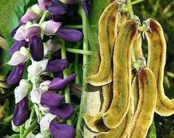 Mucuna Vegetable Seeds for Planting