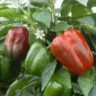 Cal Wonder Pepper Seeds for Easy Planting