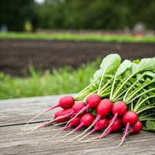 Radish Vegetable Seeds for Home Planting