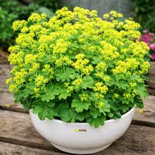 Alchemilla mollis (Lady's Mantle) Seeds for Planting