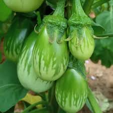 Green Eggplant Vegetable Seeds for Garden Planting