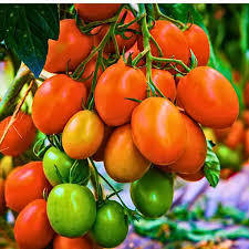 Orange Grape Tomato Seeds for Planting