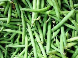 Blue Lake Pole Bean Seeds for Planting