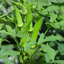 Green Okra Seeds for Planting  Vegetable Garden Essentials