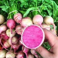 Watermelon Radish Vegetable Seeds for Planting