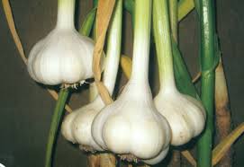White Porcelain Vegetable Seeds for Planting  Unique Garden Addition