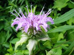 Lemon Bergamot Herb Seeds for Easy Planting