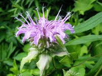 Lemon Bergamot Herb Seeds for Easy Planting