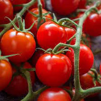 Cherry Tomatoes Seeds Solanum lycopersicum for Planting in Vegetable Patch & Garden