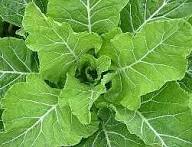 Green Walking Stick Kale Tree Seeds for Easy Planting