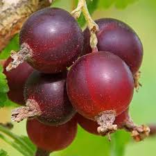 Jostaberry Seeds for Planting | Unique Hybrid Fruit Planting Seeds