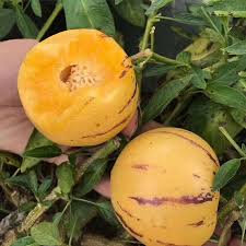 Pepino Dulce Melon Pear Seeds for Easy Planting
