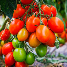 Grape Tomato Seeds - Delicious Vegetable Seeds for Your Garden