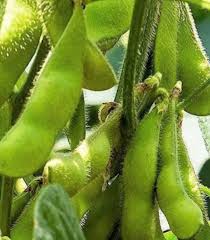 Green Soybean Vegetable Seeds  Perfect for Home Planting
